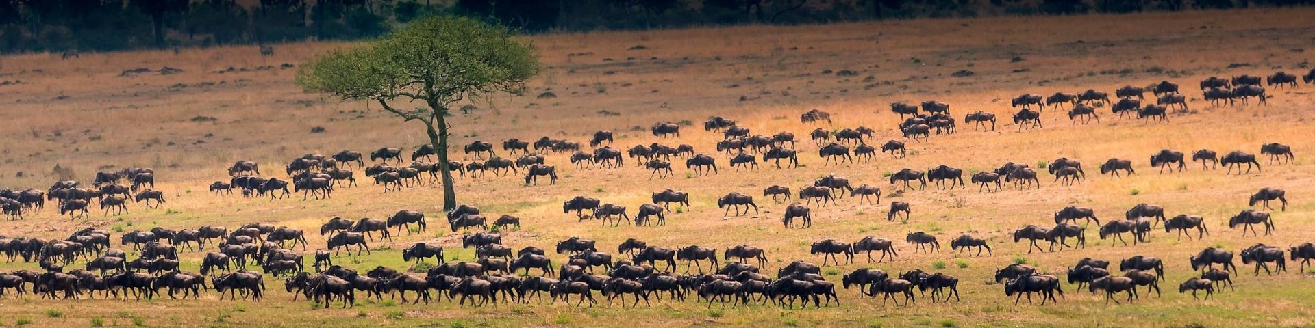Serengeti w Tanzanii - prywatne safari, sprawdzone lodge i campy